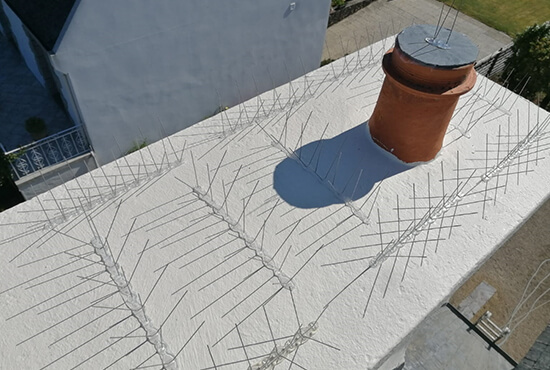 Eco-pic anti-oiseau sur un toit